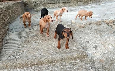 Cuccioli segugio maremmano
