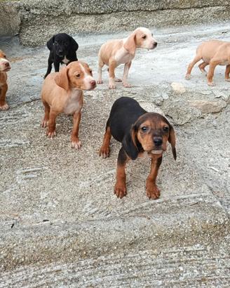 Cuccioli segugio maremmano