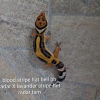Geco leopardino