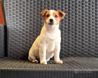 Jack russell cuccioli