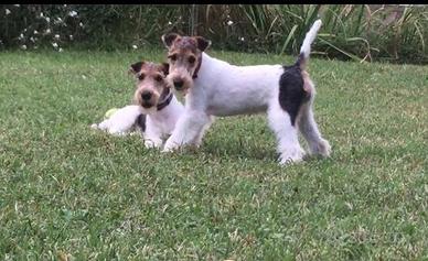 Femmina fox terrier a pelo ruvido