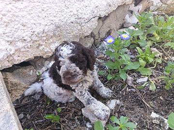 Cuccioli di lagotto romagnolo