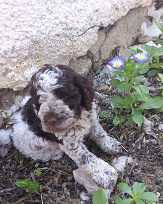 Cuccioli di lagotto romagnolo