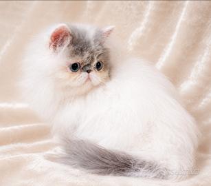 Gattina persiana
