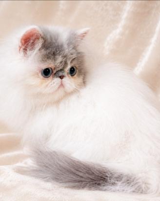Gattina persiana