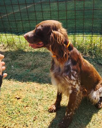 Setter inglese