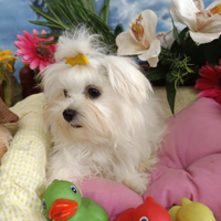 Disponibili Maltesini Taglia Molto Molto Piccola