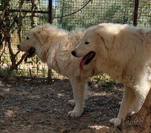 Cuccioli pastore abruzzese