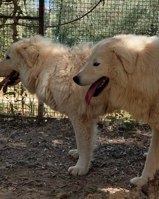 Cuccioli pastore abruzzese