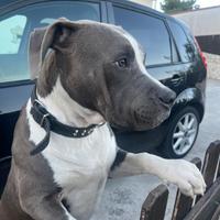 Amstaff bluenose di un anno