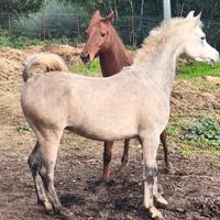 Cavallo Purosangue Arabo