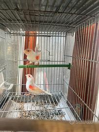 Canarini rosso mosaico