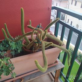 Piante grasse
