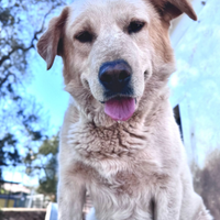Blanco cagnolone in adozione