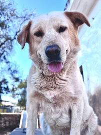 Blanco cagnolone in adozione