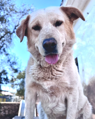 Blanco cagnolone in adozione