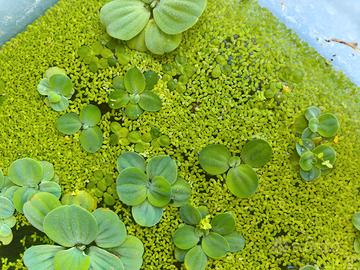 Lemna Minor