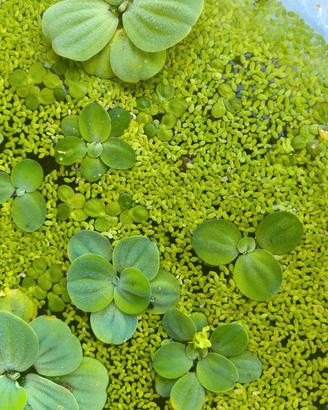Lemna Minor