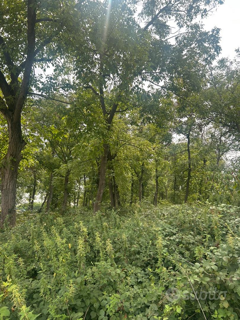 Terreno boschivo di circa 110 alberi a Carmagnola - Vista 4