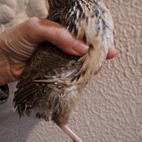 Quaglie giapponesi jumbo ancestrale