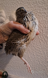 Quaglie giapponesi jumbo ancestrale