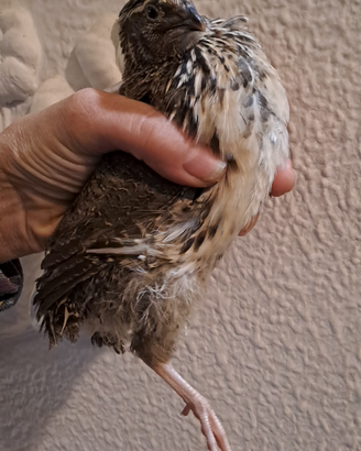 Quaglie giapponesi jumbo ancestrale