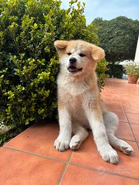 Akita Inu