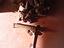 Immagine 1