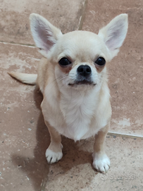 Femmina 2 anni e mezzo