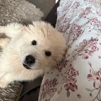 Cucciolo pastore abruzzese