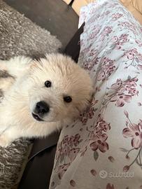 Cucciolo pastore abruzzese