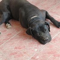 Cuccioli di cane corso