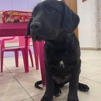 Cane corso