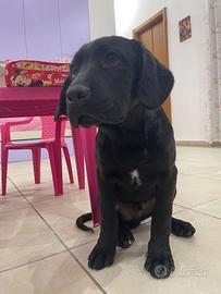 Cane corso