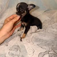 Chihuahua femminuccia pelo corto