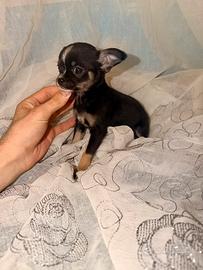 Chihuahua femminuccia pelo corto