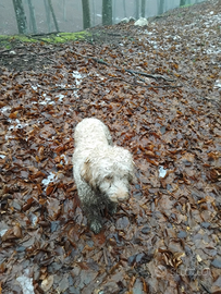 Cane lagotto
