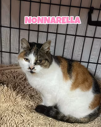Nonnarella gatta tricolore di 13 anni
