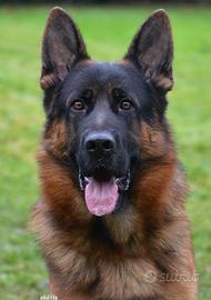 Pastore Tedesco Monta STUPENDO