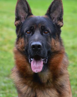 Pastore Tedesco Monta STUPENDO