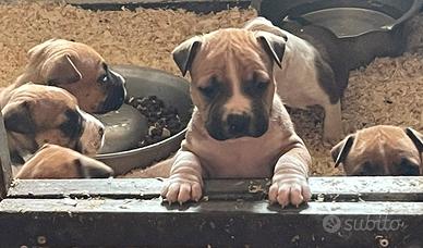 Cuccioli Amstaff con pedigree