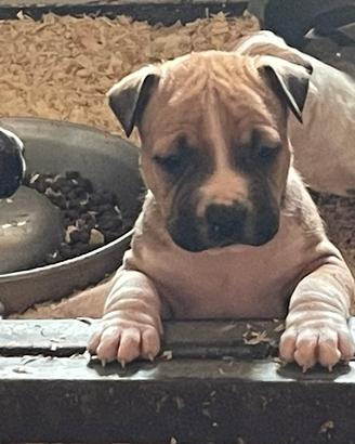 Cuccioli Amstaff con pedigree