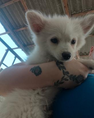 Cane volpino italiano