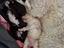 Immagine 6