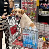 Labrador simil cucciolo maschio