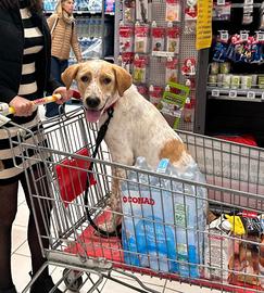 Labrador simil cucciolo maschio