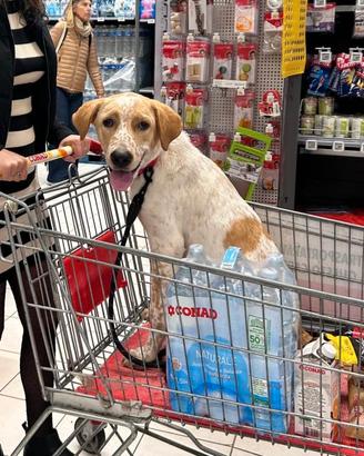Labrador simil cucciolo maschio