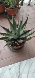 Agave x nigra - piante grasse rustiche