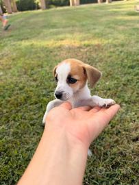 Cucciola di jack russell