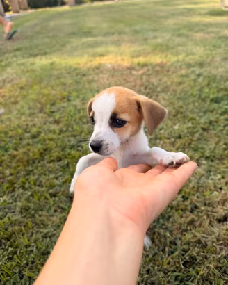 Cucciola di jack russell